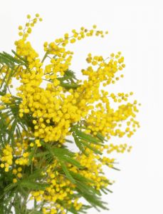 Mimose